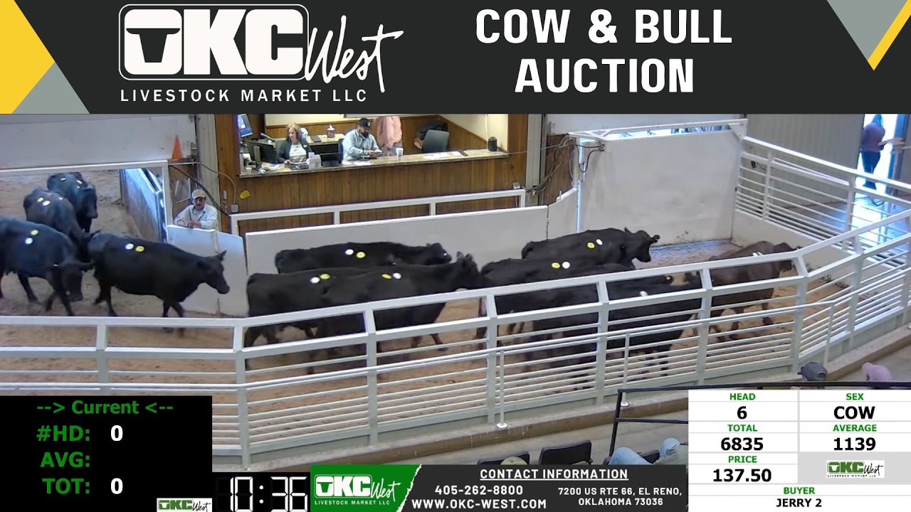 Southern Plains Market Leader: Live Cow & Bull Sale at OKC West | March 16, 2026