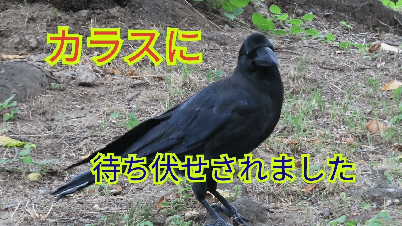 カラスの待ち伏せ Crow Ambush