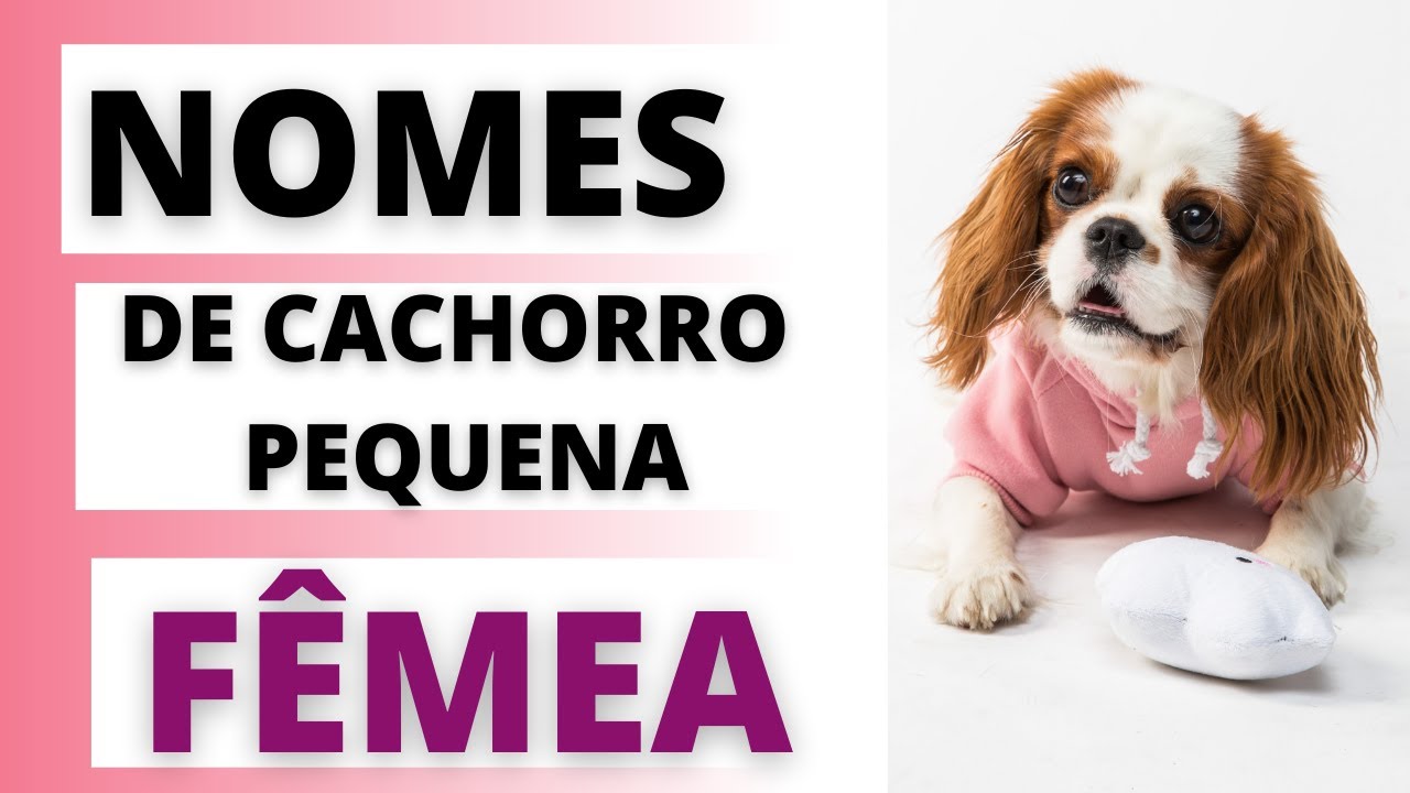 NOMES DE CACHORRO F&Ecirc;MEA  PEQUENA-  SENHORITA PRENDADA