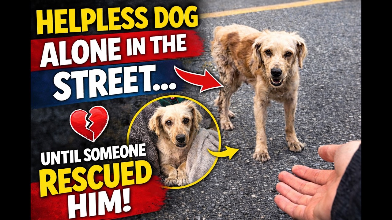 This Starving Dog Was Standing Alone on the Road… Until Someone Saved Him 🐶❤️