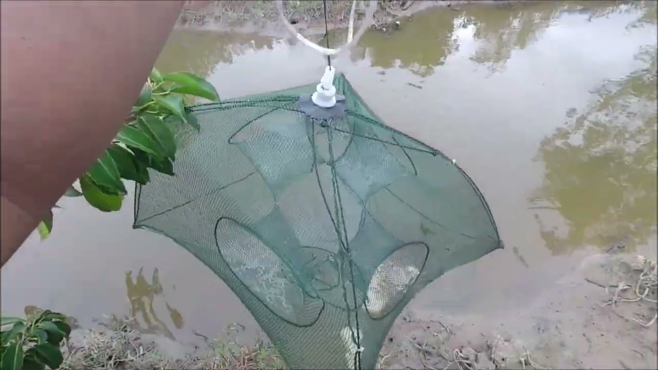 Tahan Bubu Payung Dapat Udang