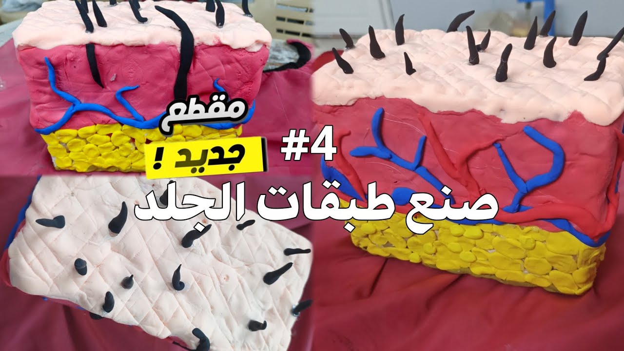 #5 عملي اليدوي مجسم طبقات الجلد