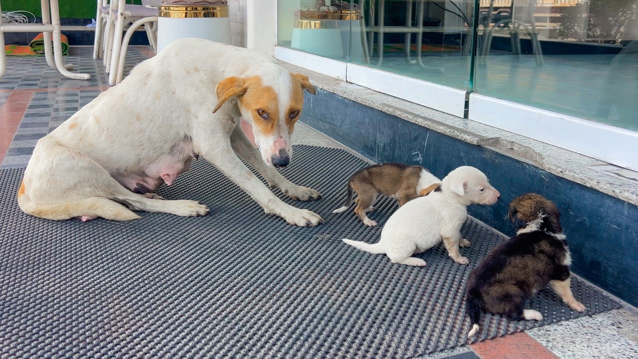 She Returned Daily To Bow At The Restaurant Door Because Of Her Puppies.