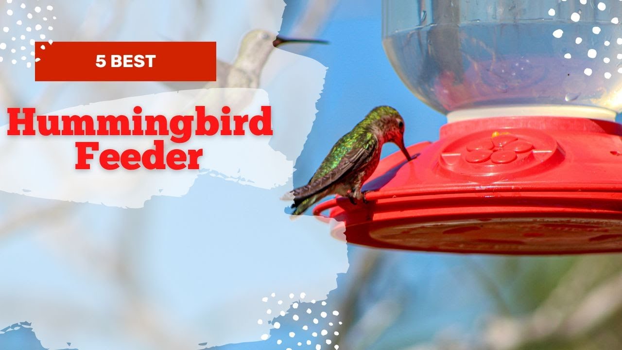 Top 5: best hummingbird feeders 2022 | Hummingbird Feeder that don't leak
