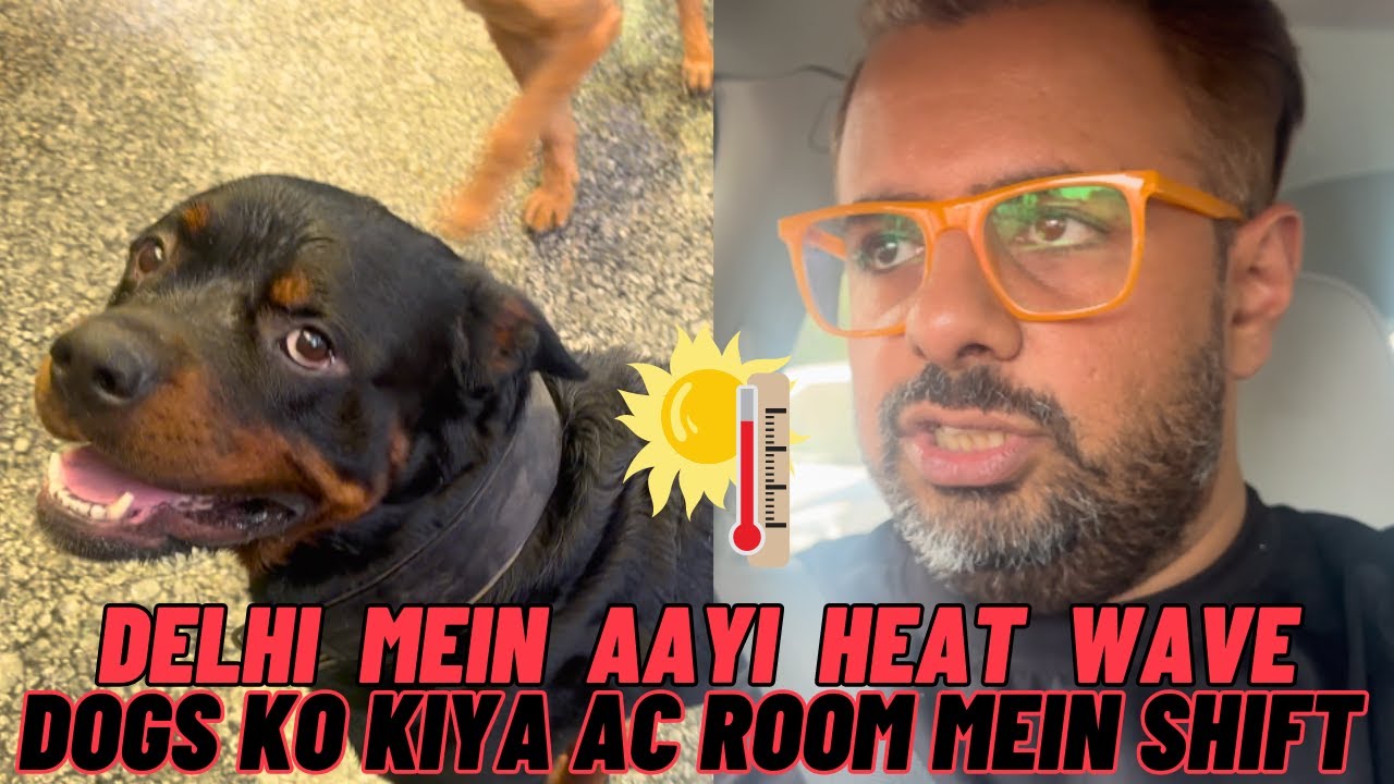 Rottweiler Bubzee & Sab Bachon Ko Kiya AC Room Mein Shift: Delhi Mein Aayi Heat Wave Alert Warning