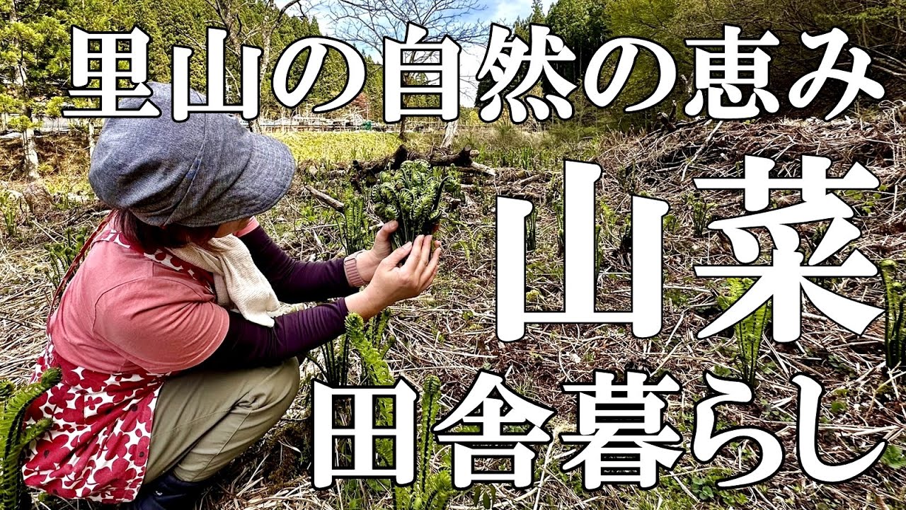 【山菜採り】極太コゴミ、わらび、コシアブラ、タラの芽、山みつば収穫！自然豊かな山奥暮らしの日々｜村暮らし｜移住｜料理【標高800mの田舎暮らし】