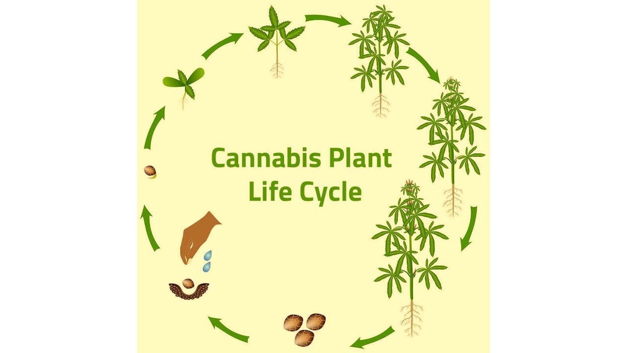 The Cannabis Plant Life Cycle Seed to Harvest