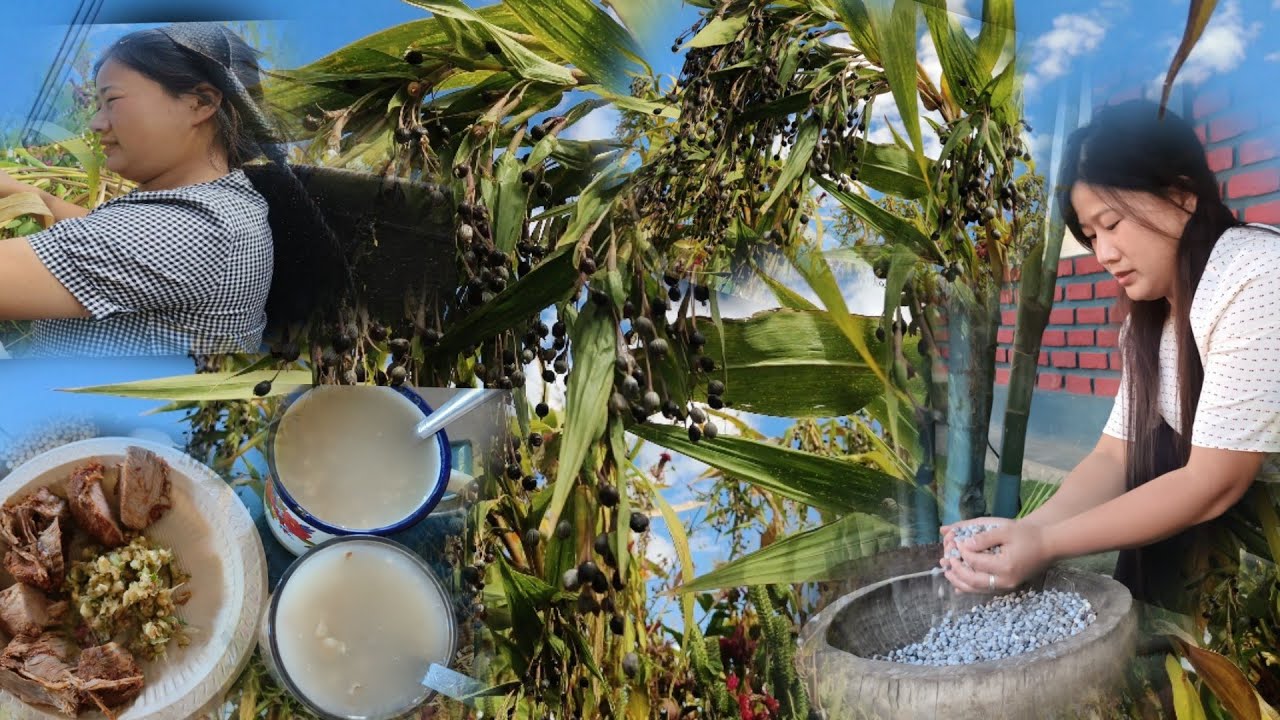 Harvesting job's tears|| Process of making Job's tears Tea||  #nagavillagelife