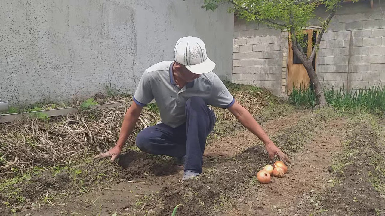 ӨМҮРЗАК АГАЙДЫН САБАКТАРЫ | ПИЯЗДЫ КАНТИП КАРАЙБЫЗ ЖАНА СӨӨЛЖАН ТУУРАЛУУ КЕП КЫЛАБЫЗ