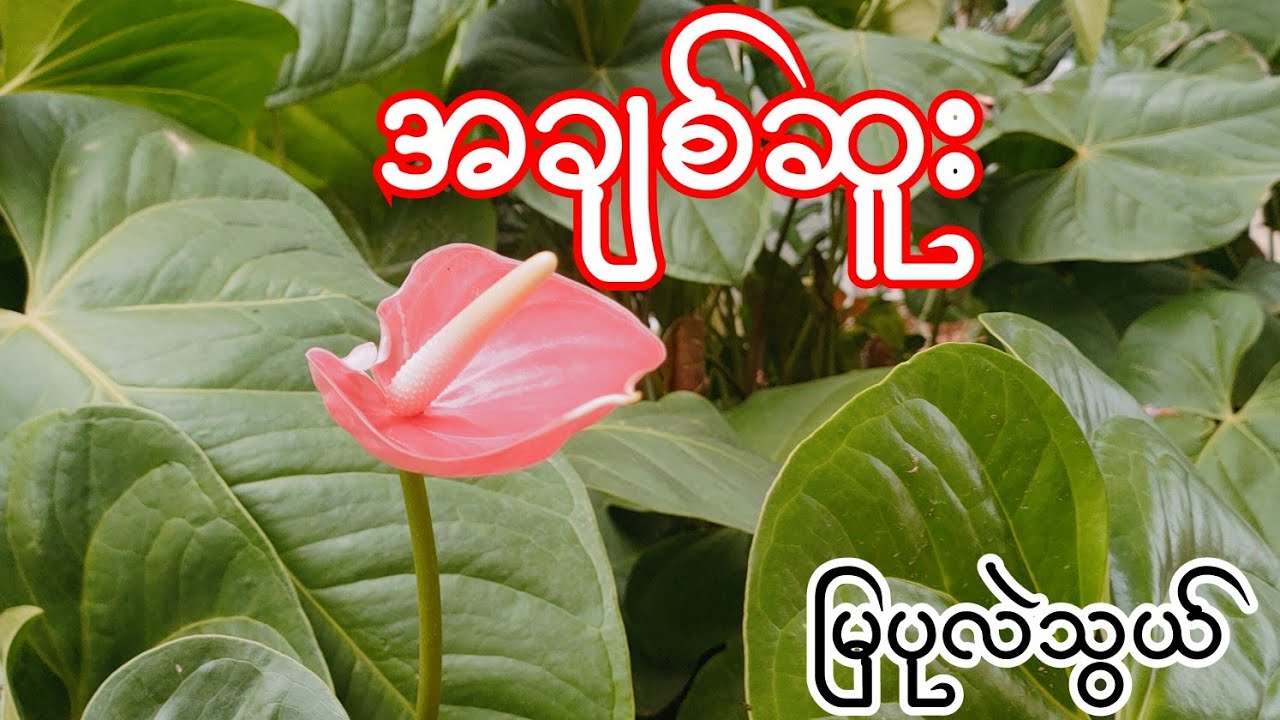 အချစ်ဆူး မြပုလဲသွယ် Burmese Audio Story part 72