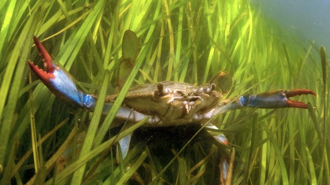 The Vital Role of Seagrasses in Marine Ecosystems