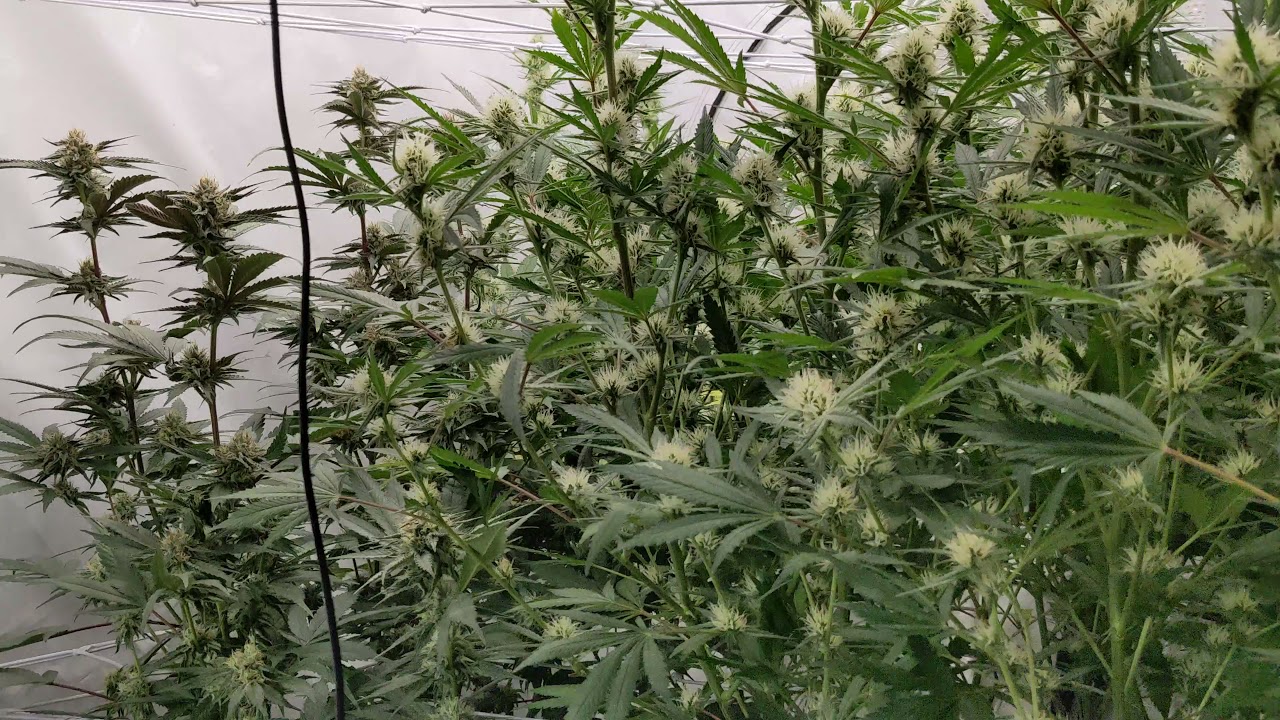 day 31 in the flower tent. using hempy buckets for the first time.
