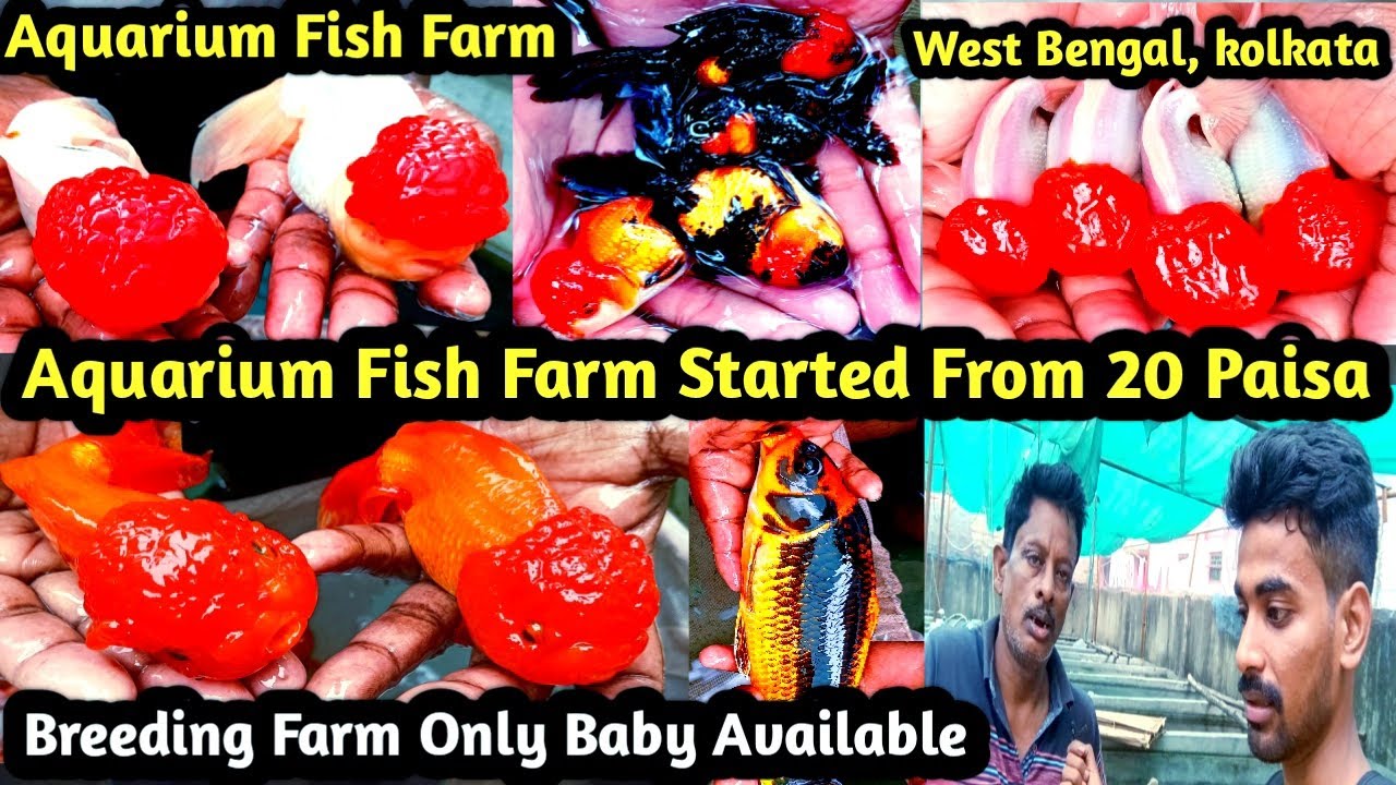 Westbengal Cheapest  Price Aquarium Fish Breeding Farm !! Fish Started @.20 Paisa !! Japanese Koi !!