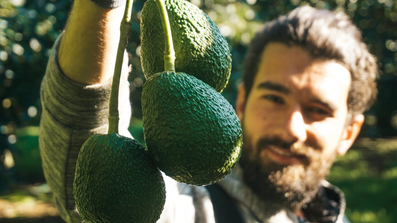 How to pick AVOCADOS | REBELZ LOG 14