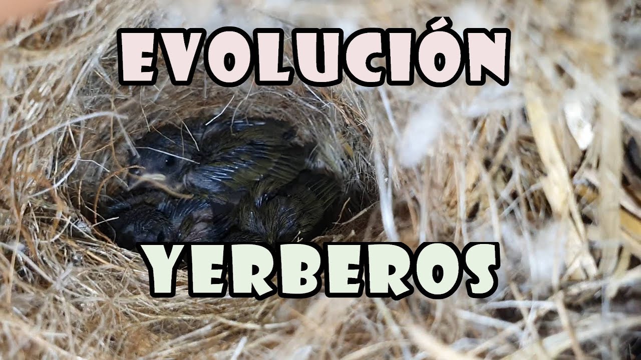 Evolución Pollos YERBERO de CUBA ( TIARIS CANORA )