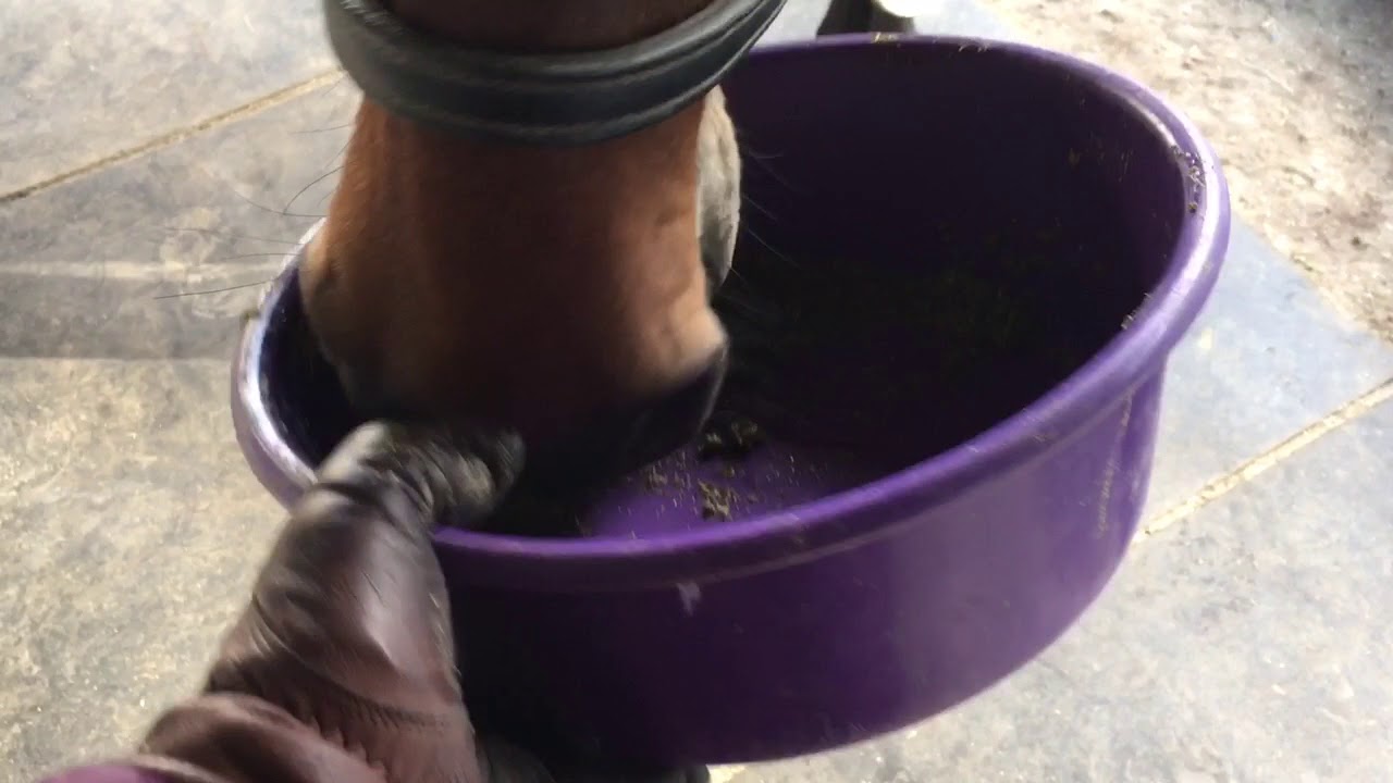 Kitty rolling derby