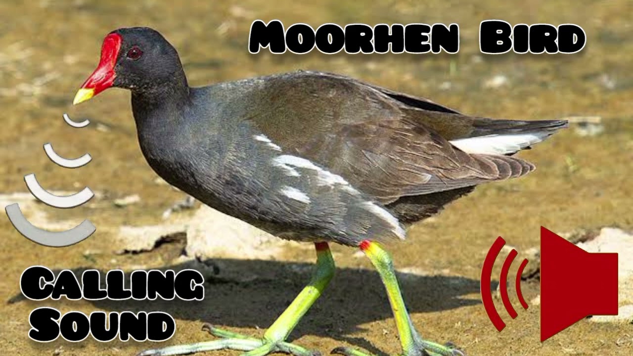 Moorhen Bird Sounds Call