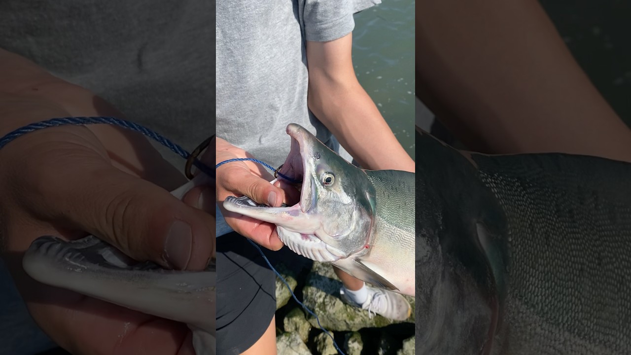 Pink salmon caught on the Fraser River #fish #fishing #water #river #fraserriver