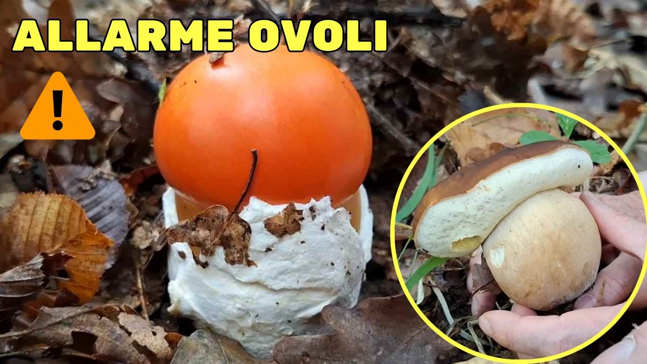 ALLARME OVOLI in Liguria    Amanita Caesarea  2025