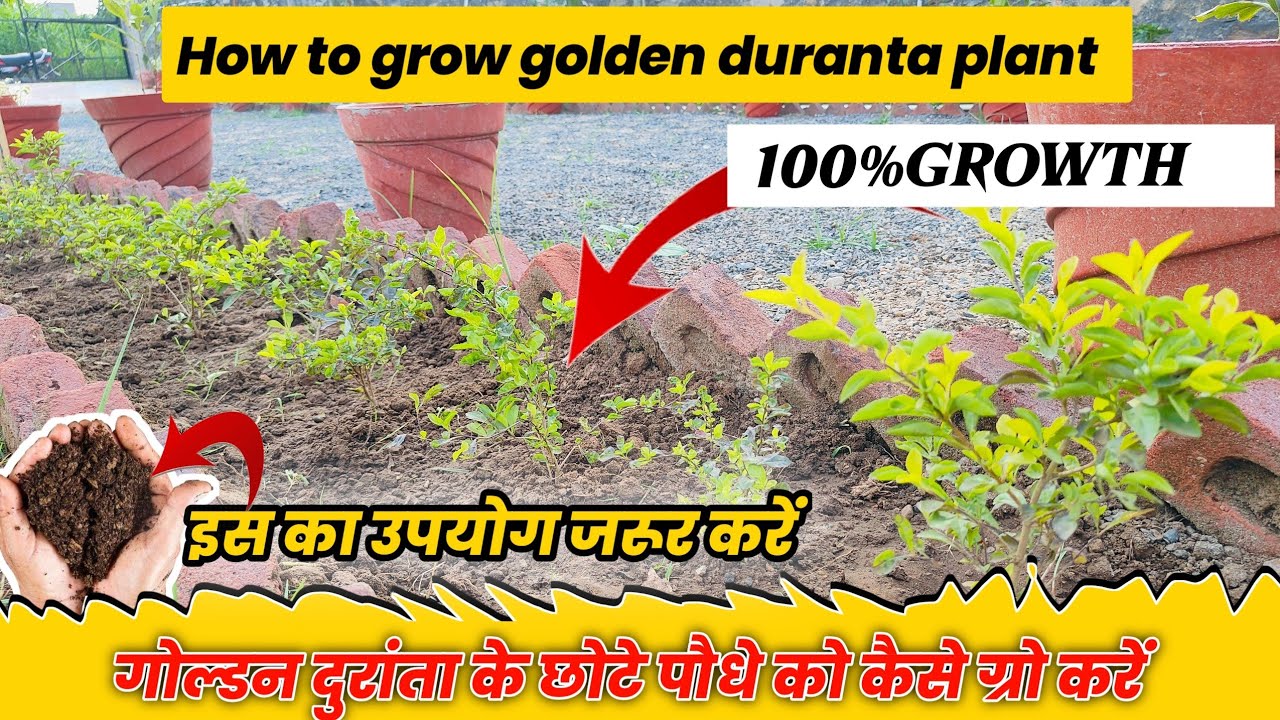 golden duranta plant kaise lagaye ||🔴 30 दिन में मिलेगा सबसे अच्छा रिजल्ट || golden duranta plant