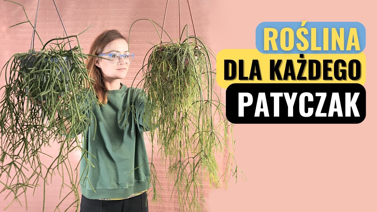 PATYCZAK - Rhipsalis pielęgnacja, rozmnażanie, przesadzanie, podłoże, nawożenie