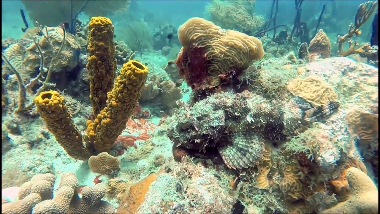 Diving the Atlantic Princess wreck and at Saona Island, Dominican Republic