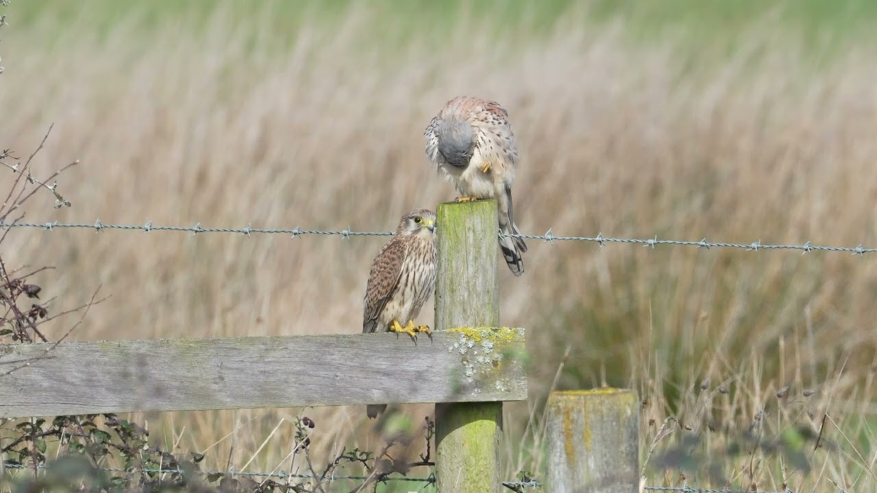 Pair of Kestrels