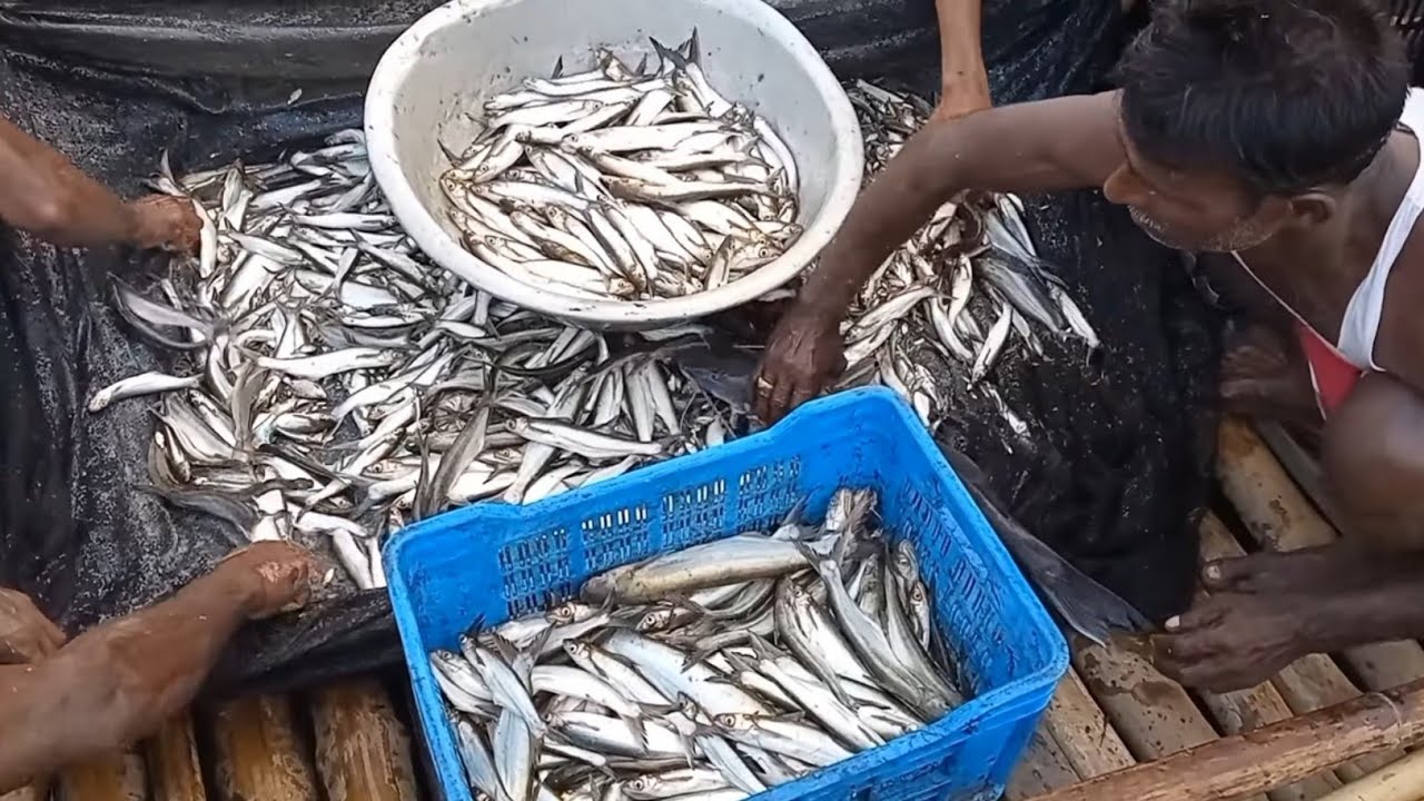 Best net fishing video 2022..Fishing with nets from the village river..traditional net fishing.