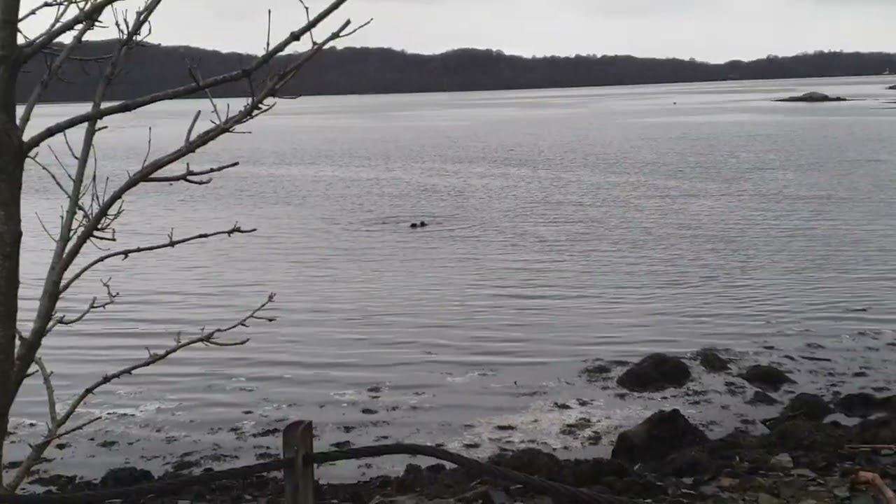 Watching three seals playing in Bonawe, near Oban, Scotland