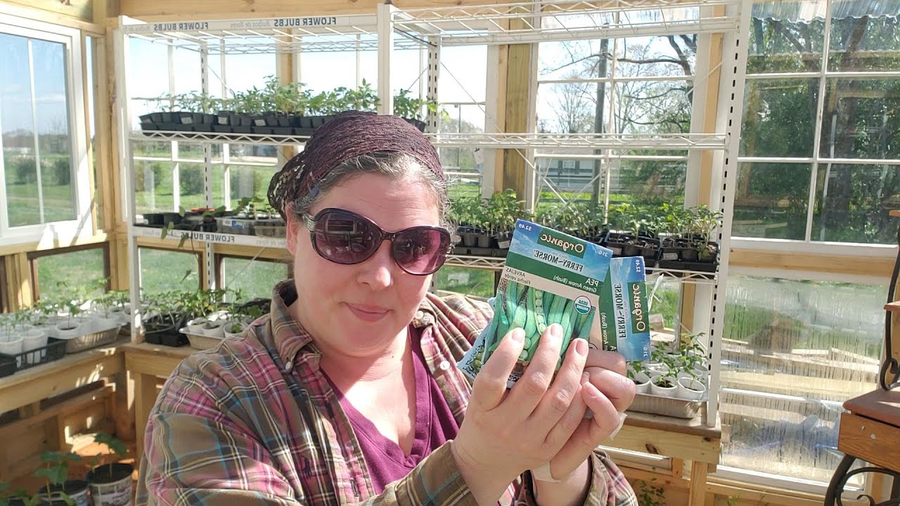 Planting/Direct sowing peas with a PVC Pipe- Easiest method!