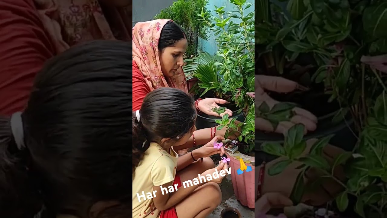 Loddu loddu vs bhola🙏#vlogger #dailyvideoblog #ritubablivlog #trendingshorts #viralshorts #bholenath