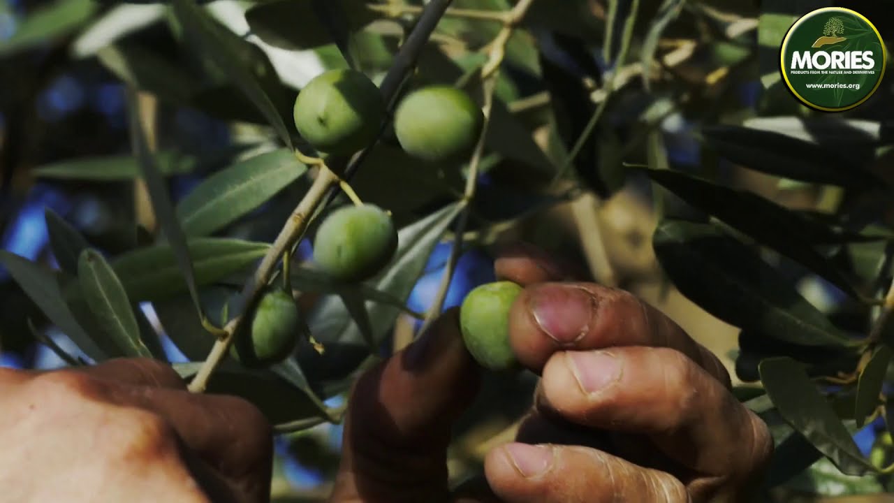 Originating from the Mediterranean, supported by Mories Organization
