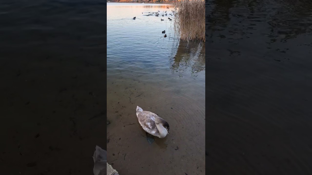 Feeding One Cygnet