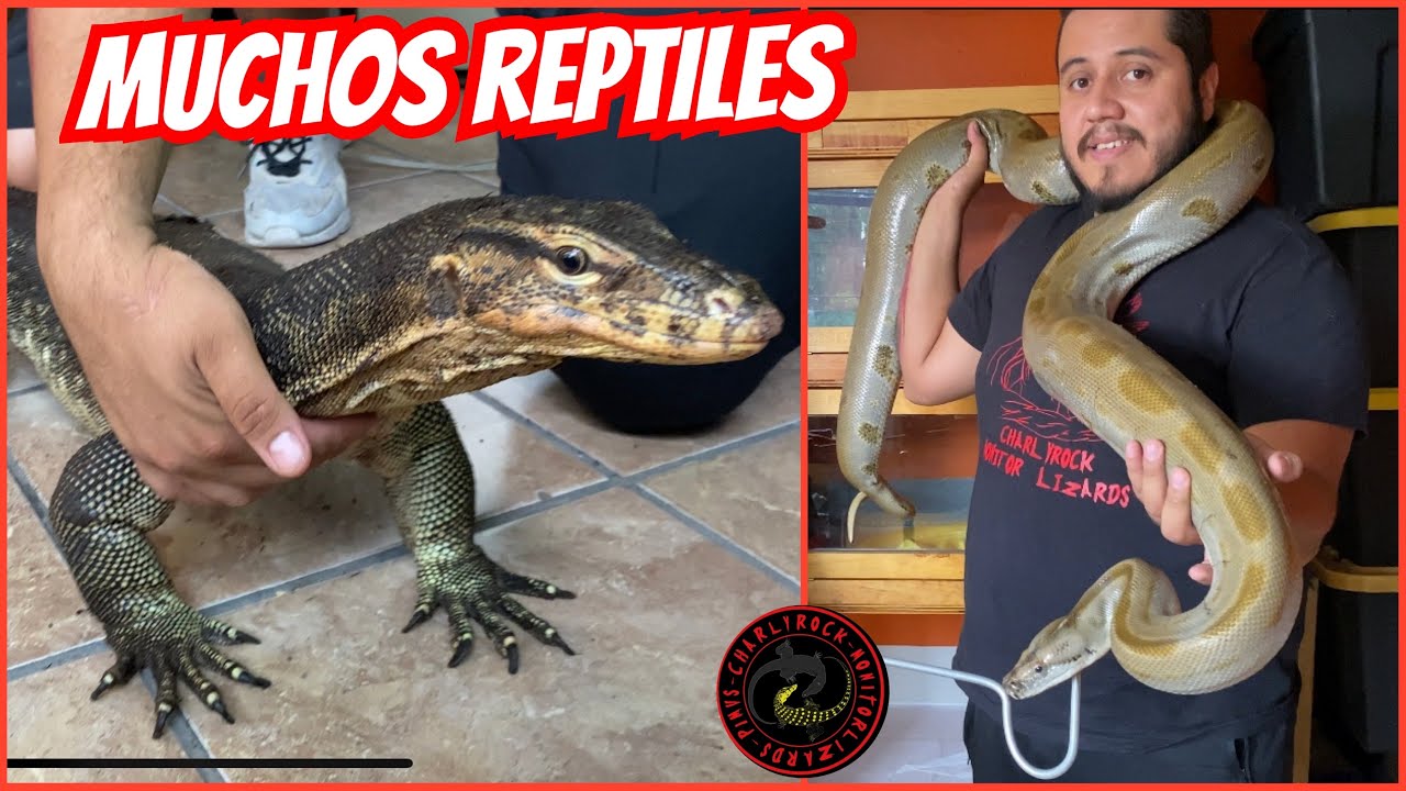 LAGARTOS Y PITONES GIGANTES (REPTIL ROOM TOUR KEVIN HUITRON) PARTE 1/3