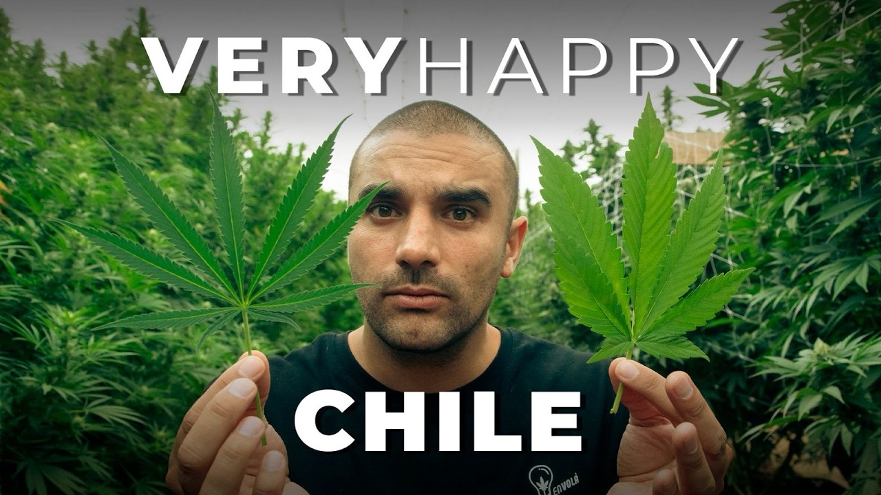 LA M*R*HUANA EN CHILE