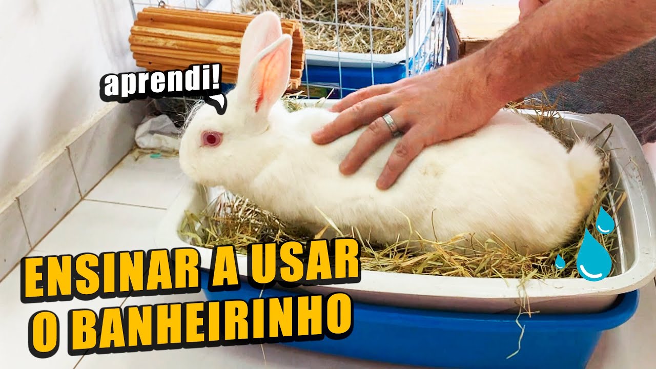 COMO ENSINAR O COELHO A USAR O BANHEIRO