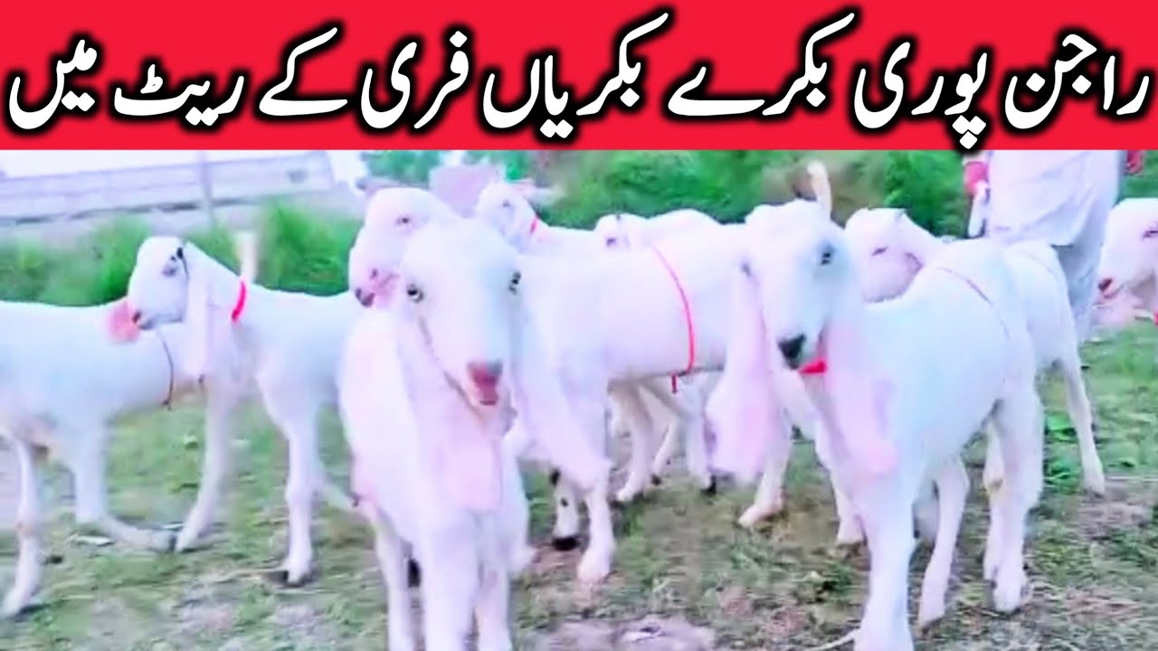 Pure Rajinpuri Gulabi Ablak Goats Very Cheap From Dera Gazi Khan Rajin Pur || Global Village Farming