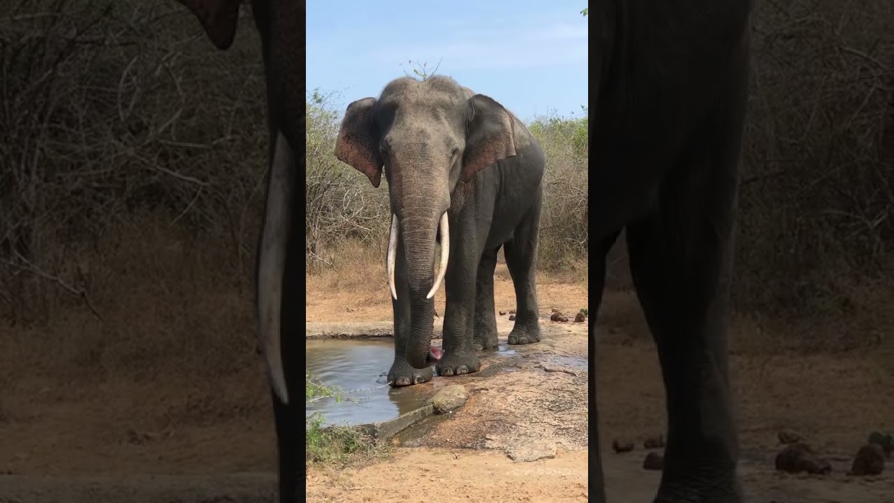save elephant ❤️🐘 #yalanationalpark #srilanka🇱🇰  #trending #wildlifephotography #saveelephant