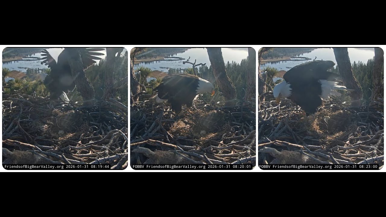 Shadow returns to the nest for the first time after losing the eggs 31.01.2026 @FOBBVCAM
