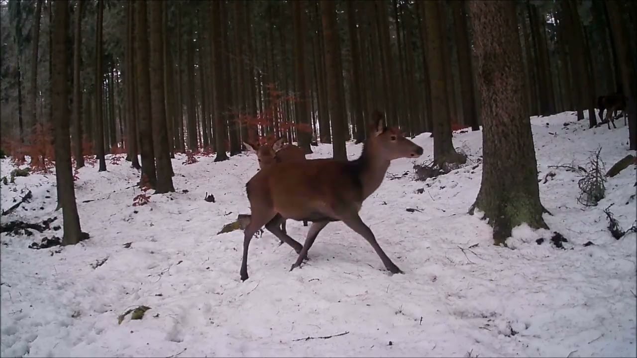 Fotopast Krušné hory - Leden 2026 4