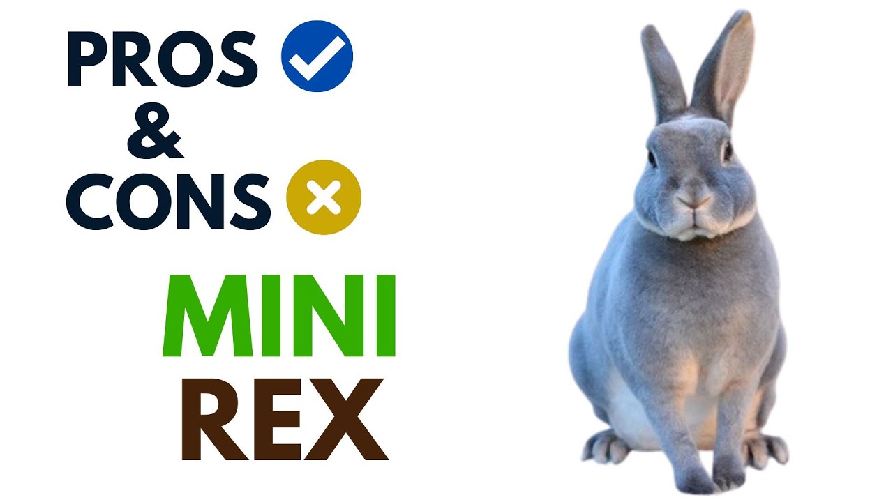 Mini Rex Rabbit Pros And Cons | Mini Rex Rabbit Advantages And Disadvantages