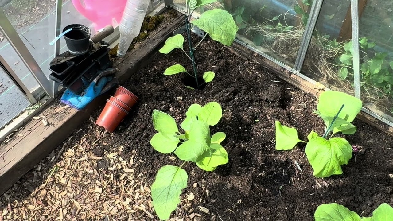 Do I, don’t I, heck  I’m planting my tomatoes 🍅 and  seeds to sow