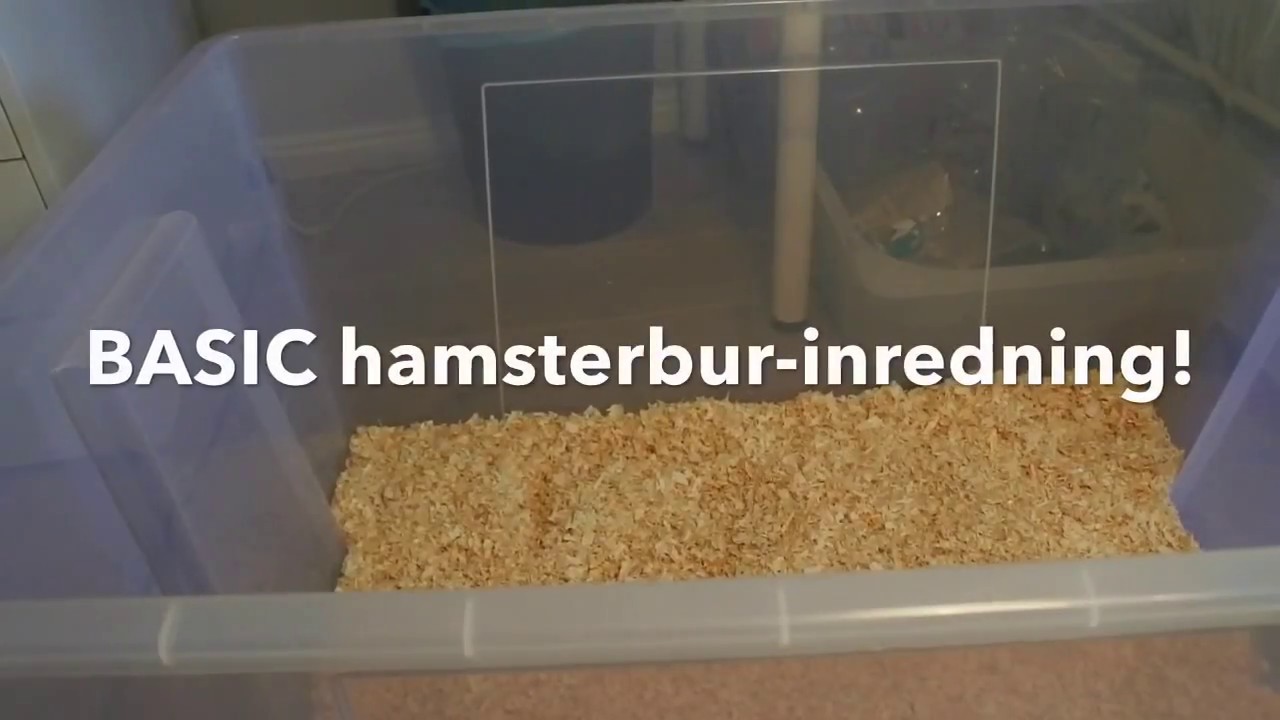 Hur man inreder en hamsterbur (basic)