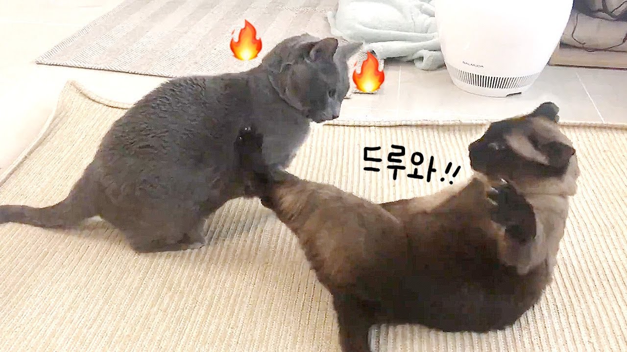 우리집 거대 고양이들의 몸싸움 ㄷㄷㄷ