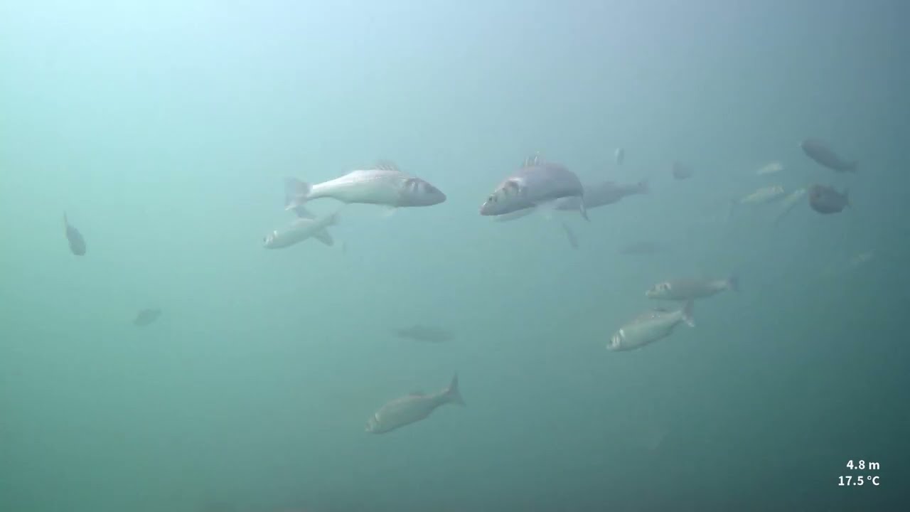 All about the Bass - Sea Bass on the Rosalie, Weybourne