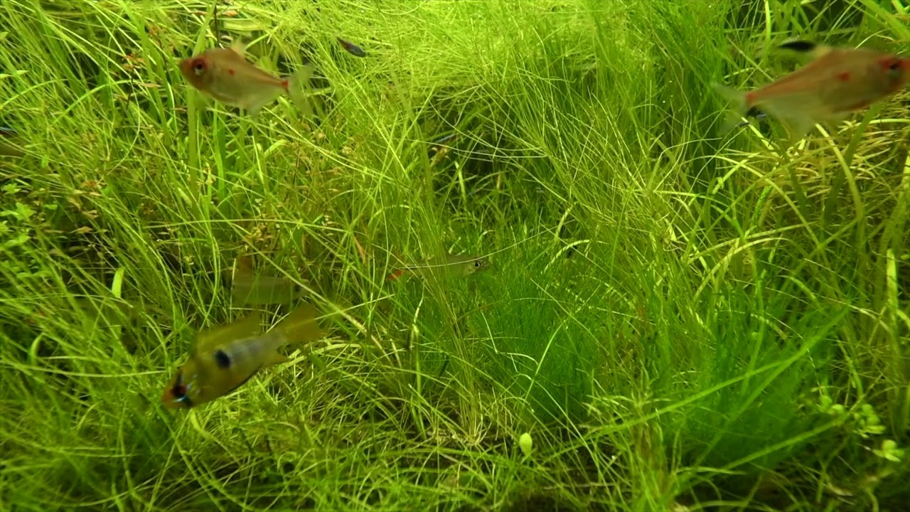 Jungle Tank Aquascape