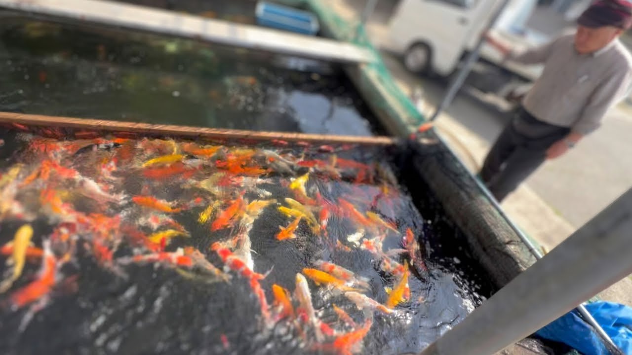 錦鯉のシーズン#錦鯉 #錦鯉販売 #koifish #koi