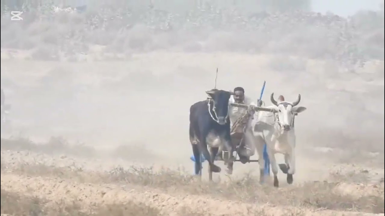 20/12/2025آل پاکستان اوپن بیل گاڑی ریس گروانڈ 105 فتح چشتیاں والا مکمل ریس 