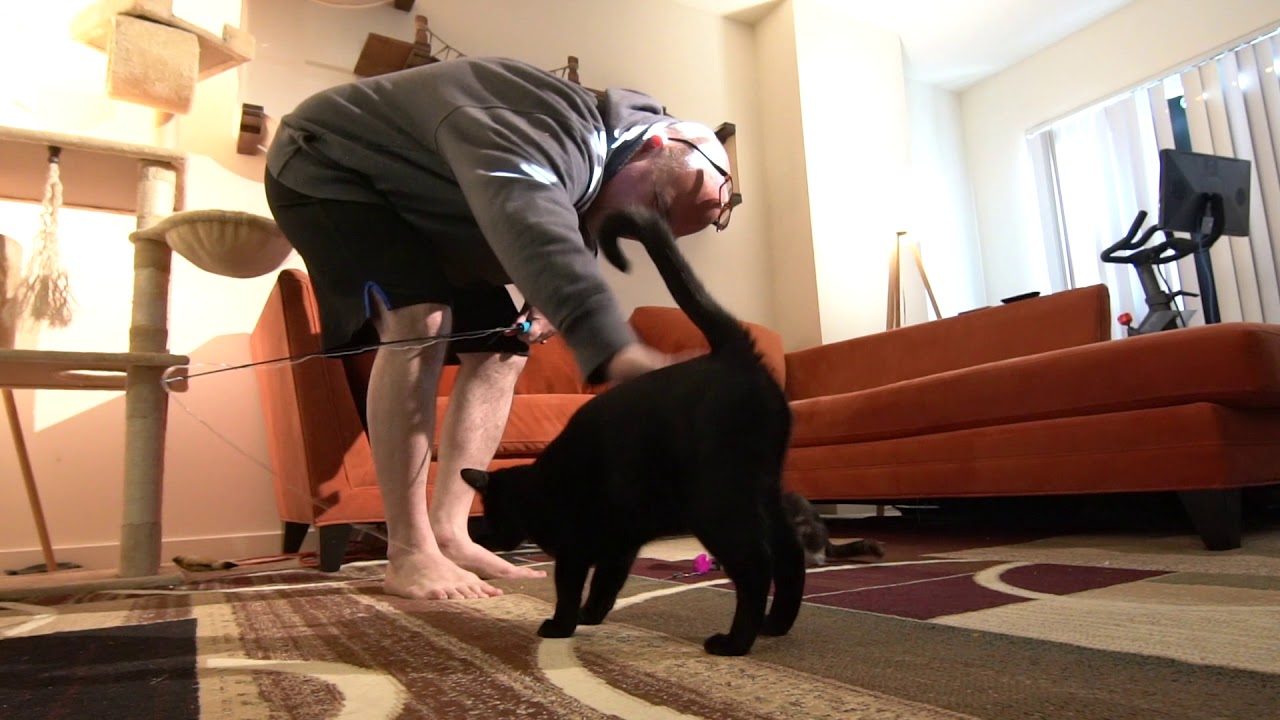 Incredible Kitty Kindness During Play Session