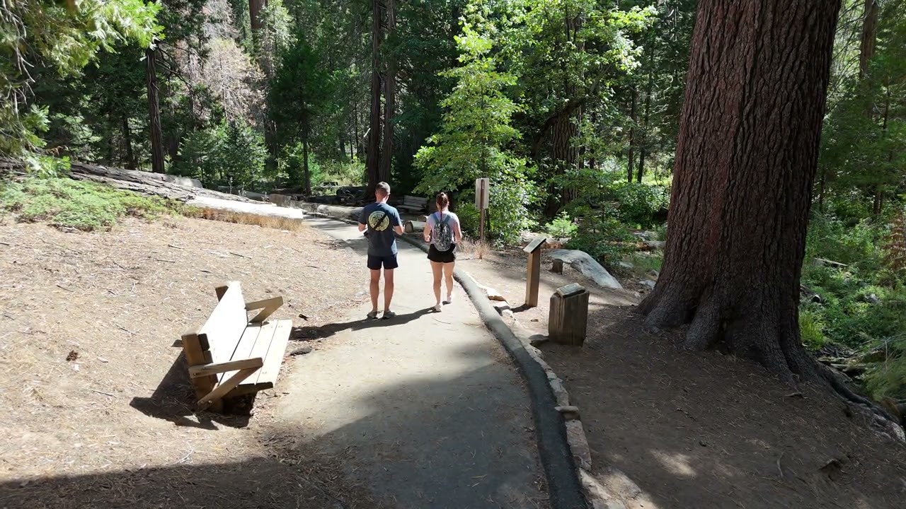 🌲 A peaceful walk through the forest in Sequoia National Park.